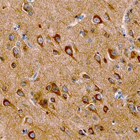 SALM2 antibody in Human Cerebellum by Immunohistochemistry (IHC-P).