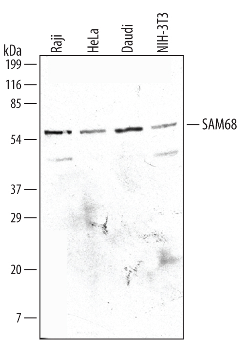 Detection of Human and Mouse SAM68 antibody by Western Blot.