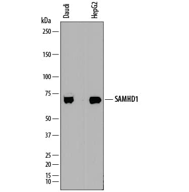 Detection of Human SAMHD1 antibody by Western Blot.