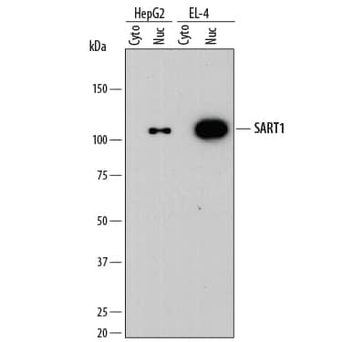 Detection of Human and Mouse SART1 antibody by Western Blot.