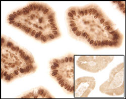 Sleeping Beauty Transposase antibody in Mouse Intestine by Immunohistochemistry (IHC-P).