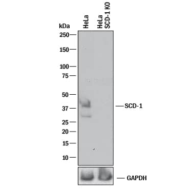Western Blot Shows Human SCD-1 Antibody Specificity by Using Knockout Cell Line.