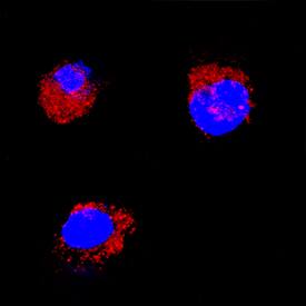 SCF/c-kit Ligand antibody in Feline PBMCs by Immunocytochemistry (ICC).