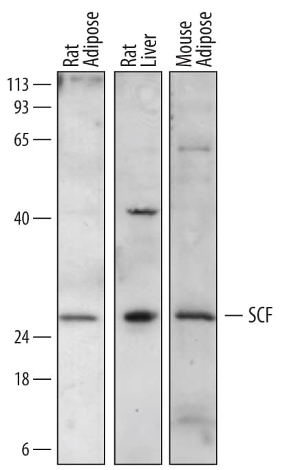 Detection of Mouse and Rat SCF/c-kit Ligand antibody by Western Blot.