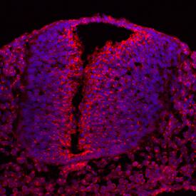 SDNSF/MCFD2 antibody in Embryonic Mouse Brain by Immunohistochemistry (IHC-Fr).