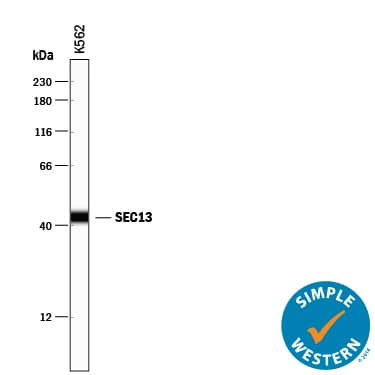 Detection of Human SEC13 antibody by Simple WesternTM.
