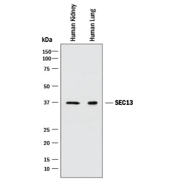 Detection of Human SEC13 antibody by Western Blot.