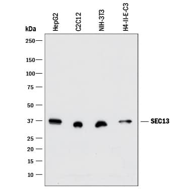 Detection of Human, Mouse, and Rat SEC13 antibody by Western Blot.