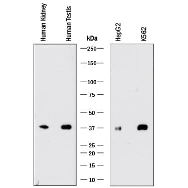 Detection of SEC13 antibody by Western Blot.