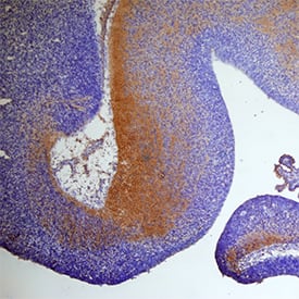 SECTM1A antibody in Mouse Embryo by Immunohistochemistry (IHC-Fr).