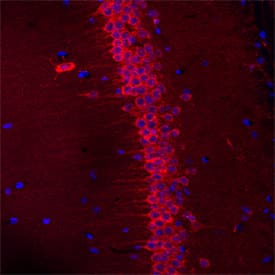 SEZ6L antibody in Mouse Brain by Immunohistochemistry (IHC-Fr).