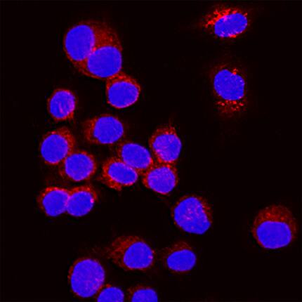 SF20/MYDGF antibody in RAW 264 by Immunocytochemistry (ICC).7 Mouse Cell Line by Immunocytochemistry (ICC).