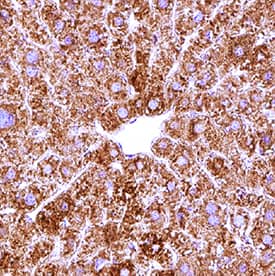 SF20/MYDGF antibody in Human Liver by Immunohistochemistry (IHC-P).
