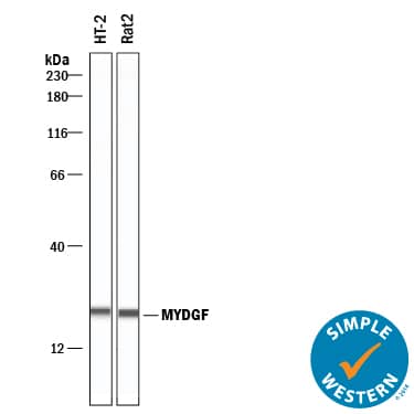 Detection of Mouse and Rat SF20/MYDGF antibody by Simple WesternTM.