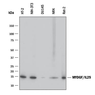 Detection of Human, Mouse, and Rat SF20/MYDGF antibody by Western Blot.