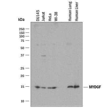 Detection of Human SF20/MYDGF antibody by Western Blot.