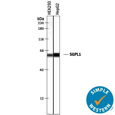 Detection of Human SGPL1 antibody by Simple WesternTM.