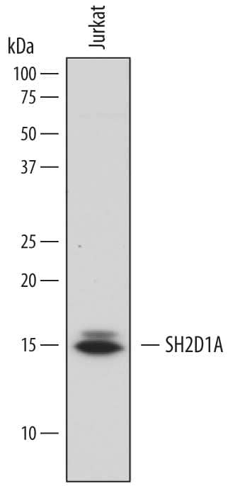 Detection of Human SH2D1A antibody by Western Blot.