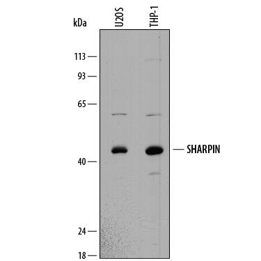 Detection of Human SHARPIN antibody by Western Blot.