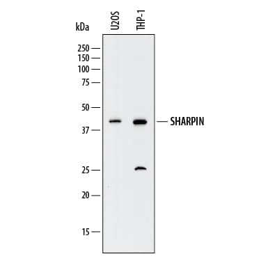 Detection of Human SHARPIN antibody by Western Blot.