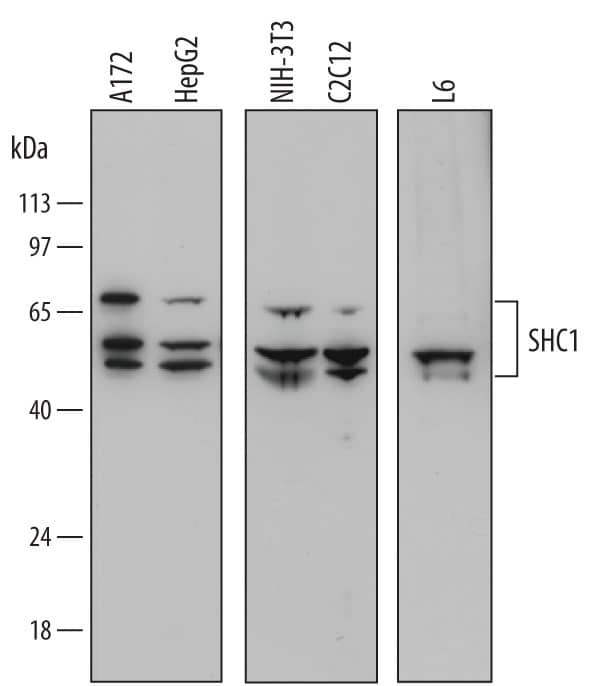 Detection of Human, Mouse, and Rat SHC1 antibody by Western Blot.