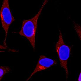 SHP-1 antibody in HeLa Human Cell Line by Immunocytochemistry (ICC).