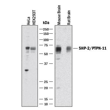 Detection of Human, Mouse, and Rat SHP-2 antibody by Western Blot.