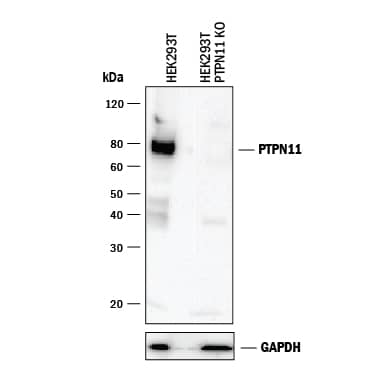 Western Blot Shows Human SHP-2 Antibody Specificity by Using Knockout Cell Line.