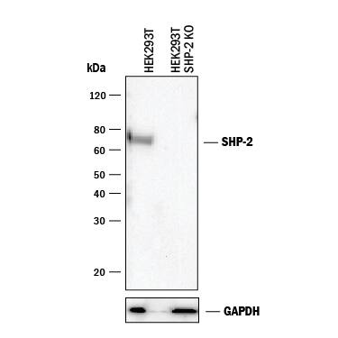 Western Blot Shows Human SHP-2 Antibody Specificity by Using Knockout Cell Line.