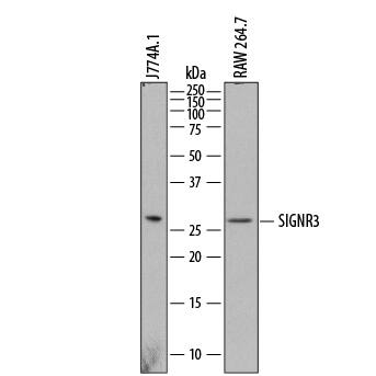 Detection of Mouse SIGNR3/CD209d antibody by Western Blot.