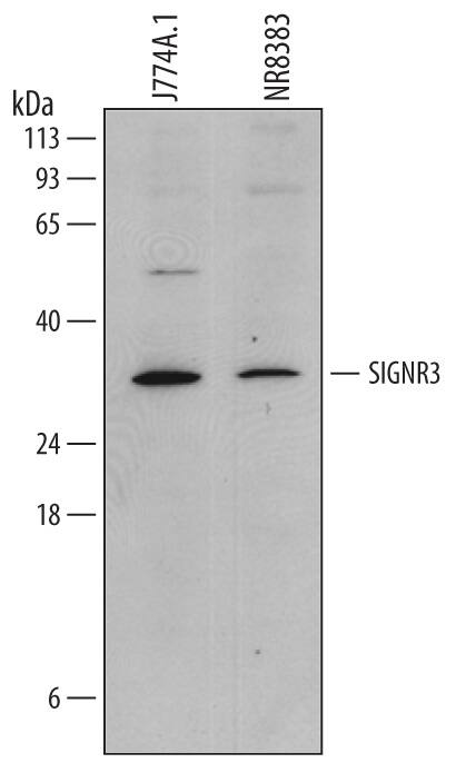 Detection of Mouse and Rat SIGNR3/CD209d antibody by Western Blot.