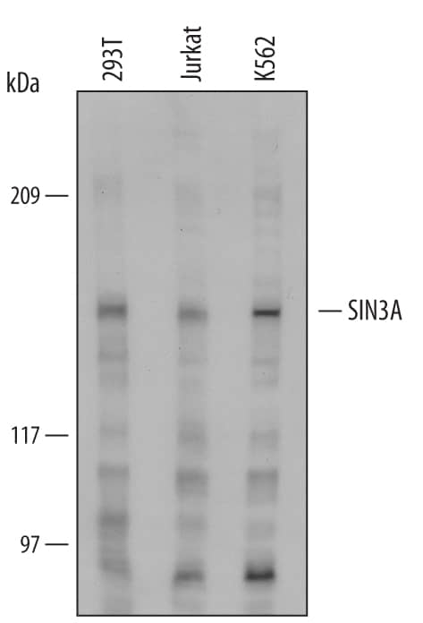 Detection of Human SIN3A antibody by Western Blot.