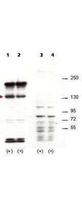 Western Blot: SIPA1 Antibody [NBP1-77947]