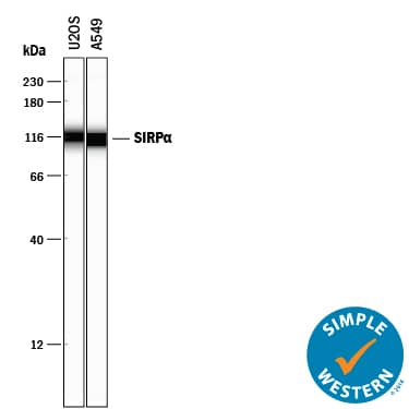Detection of Human SIRPa/CD172a antibody by Simple WesternTM.