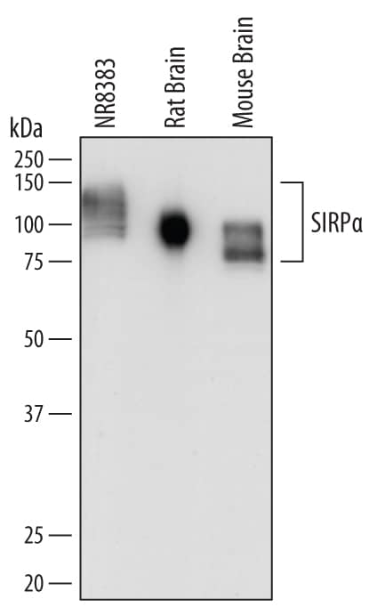 Detection of Mouse and Rat SIRPa/CD172a antibody by Western Blot.