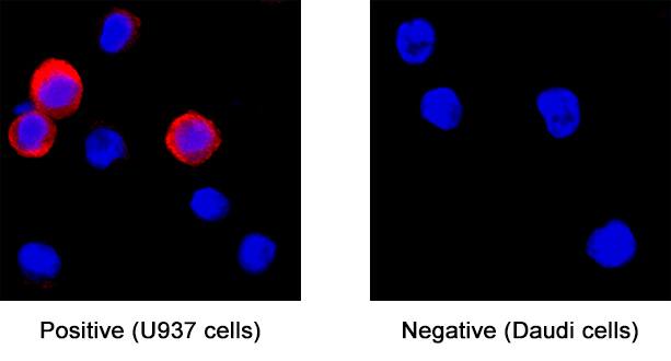 SIRP beta 1/CD172b antibody in U937 human histiocytic lymphoma cell line by Immunocytochemistry (ICC).