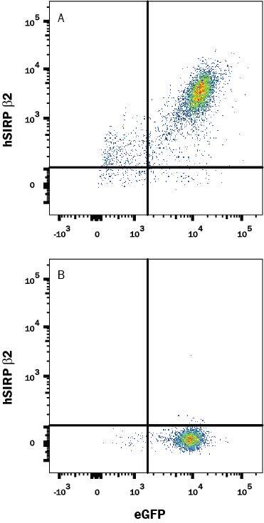 Detection of SIRP beta 2 antibody in HEK293 Human Cell Line Transfected with Human SIRP beta 2 and eGFP antibody by Flow Cytometry.