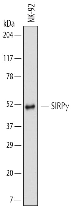 Detection of Human SIRP?/CD172g antibody by Western Blot.