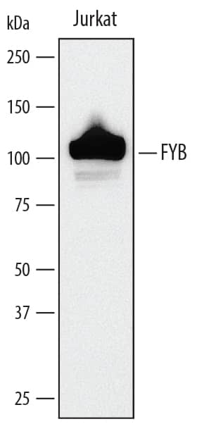 Detection of Human FYB/ADAP/SLAP130 antibody by Western Blot.