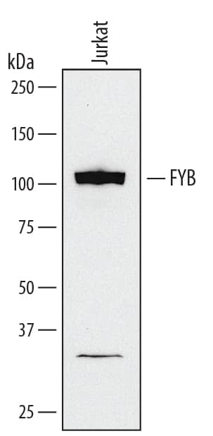 Detection of Human FYB/ADAP/SLAP130 antibody by Western Blot.