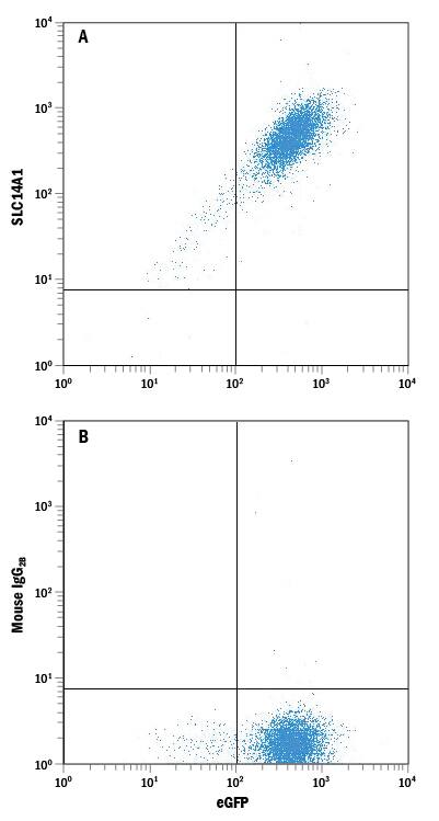 Detection of SLC14A1 antibody in HEK293 Human Cell Line Transfected with Human SLC14A1 and eGFP antibody by Flow Cytometry.