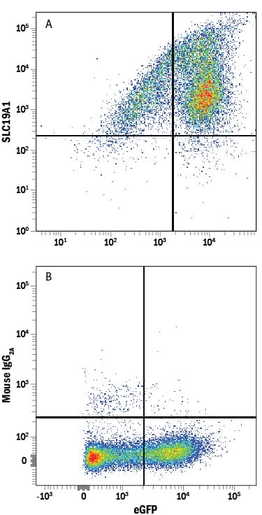 Detection of Reduced Folate Carrier/SLC19A1 antibody in HEK293 Human Cell Line Transfected with Human SLC19A1 and eGFP antibody by Flow Cytometry.