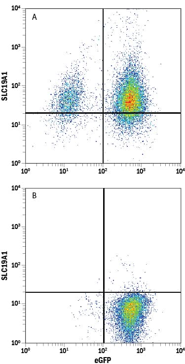 Detection of Reduced Folate Carrier/SLC19A1 antibody in HEK293 Human Cell Line Transfected with Human Reduced Folate Carrier/SLC19A1 and eGFP antibody by Flow Cytometry.