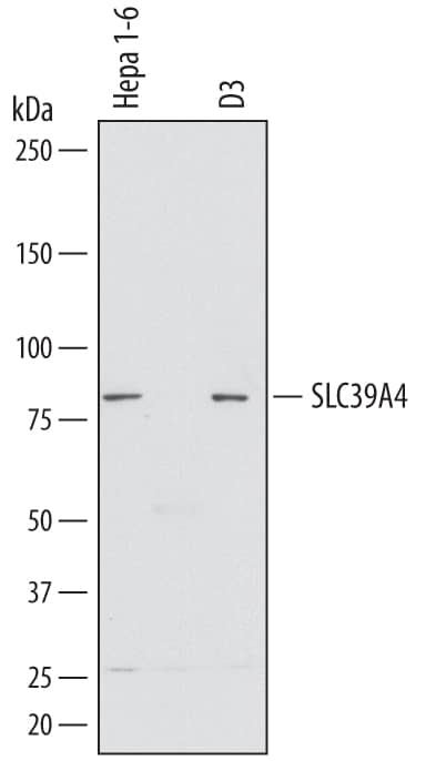 Detection of Mouse SLC39A4 antibody by Western Blot.