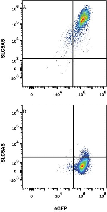 Detection of SLC5A5 antibody in HEK293 Human Cell Line Transfected with Human SLC5A5 and eGFP antibody by Flow Cytometry.