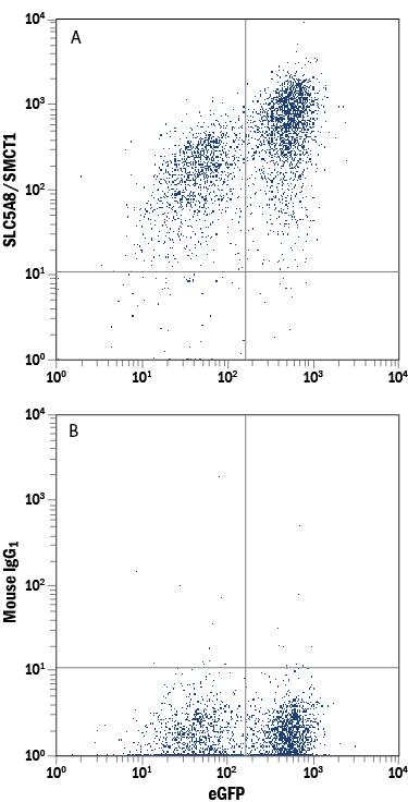 Detection of SLC5A8/SMCT1 antibody in HEK293 Human Cell Line Transfected with Human SLC5A8/SMCT1 and eGFP antibody by Flow Cytometry.
