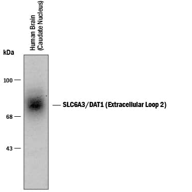 Detection of SLC6A3/DAT1 (Extracellular Loop 2) antibody by Western Blot.