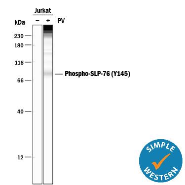 Detection of Phospho-Human SLP-76/LCP2 (Y145) antibody by Simple WesternTM.