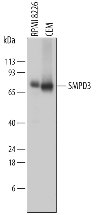 Detection of Human SMPD3 antibody by Western Blot.