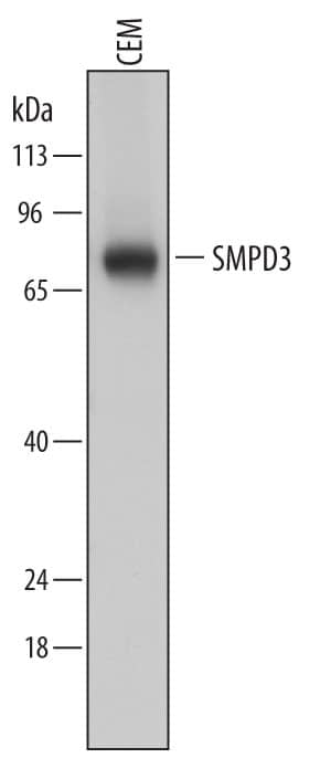 Detection of Human SMPD3 antibody by Western Blot.